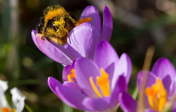 Picture flowers, bee, pollen