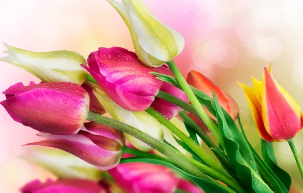 Picture drops, flowers, tulips, bright