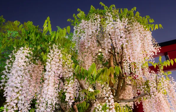 Flowering, bunches, Wisteria, Wisteria