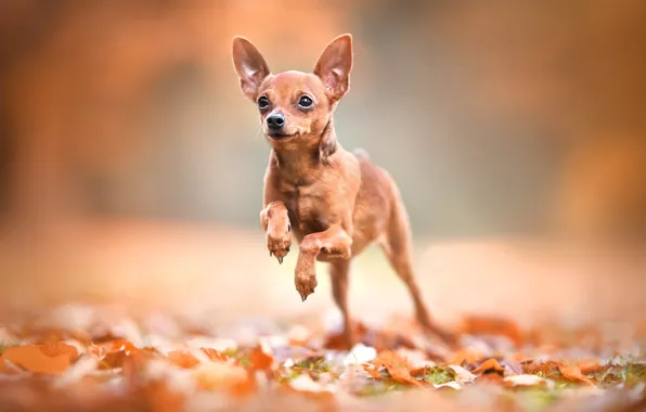 Picture leaves, background, bokeh, doggie, dog, Miniature Pinscher