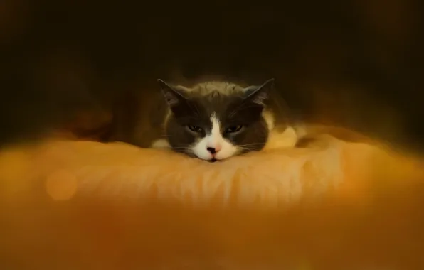 Cat, cat, look, face, the dark background, blanket, bed, lies