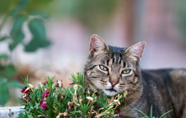 Greens, cat, summer, grass, cat, look, face, flowers