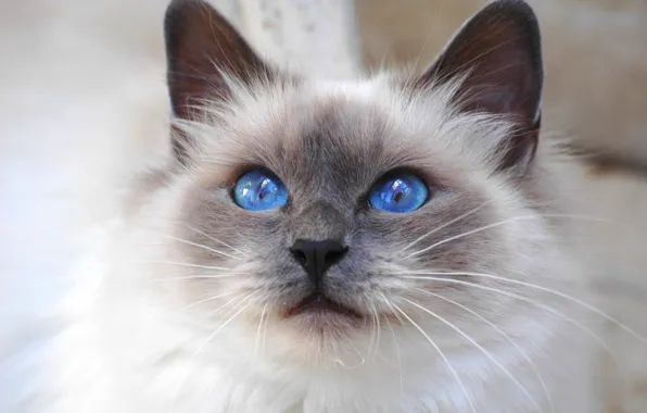 Picture cat, look, Cat, cat, blue eyes, breed, Sacred Birman, Burmese