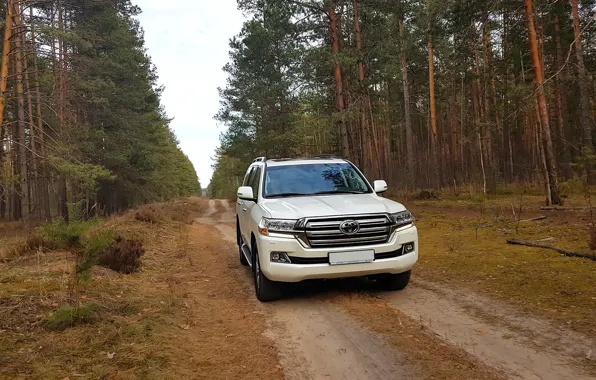 Picture forest, nature, jeep, LC200