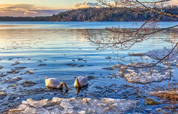 Winter, forest, clouds, light, snow, birds, branches, lake