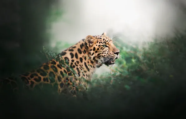 Greens, leopard, wild cat, bokeh