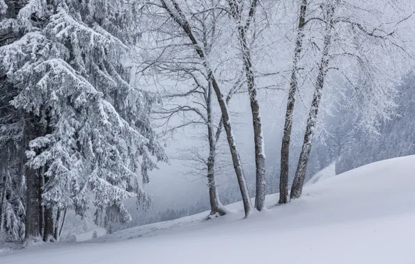 Winter, frost, forest, snow, trees, branches, nature, spruce