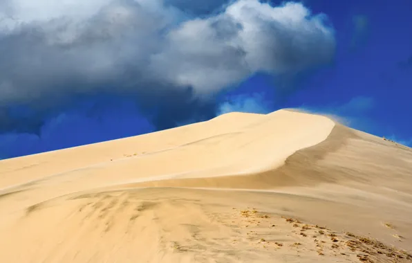 Desert, CA, USA, Mojave Dessert
