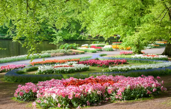 Trees, flowers, pond, Park, Netherlands, Keukenhof Gardens