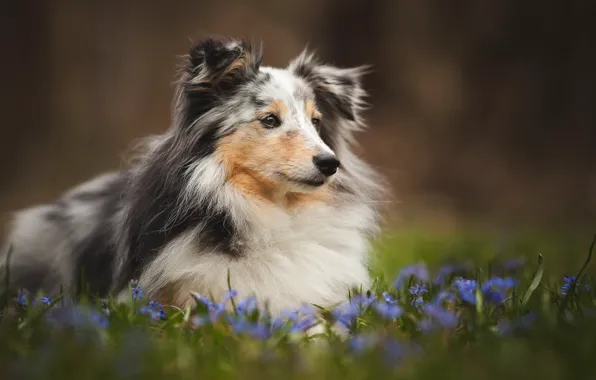 Picture field, summer, flowers, dog, meadow, puppy, collie, Wallpaper from lolita777