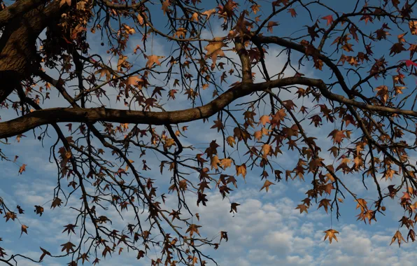 Autumn, the sky, leaves, clouds, branches, tree