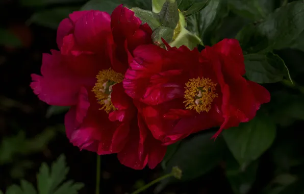 Macro, petals, peonies