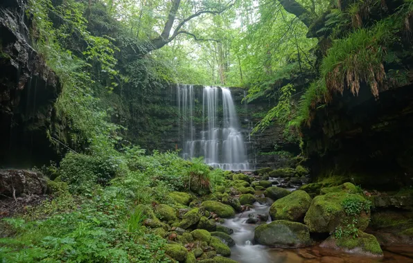 Picture forest, grass, trees, nature, stones, waterfall, moss