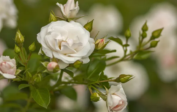 Picture roses, buds, the bushes