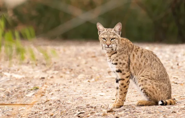 Picture look, nature, lynx, sitting