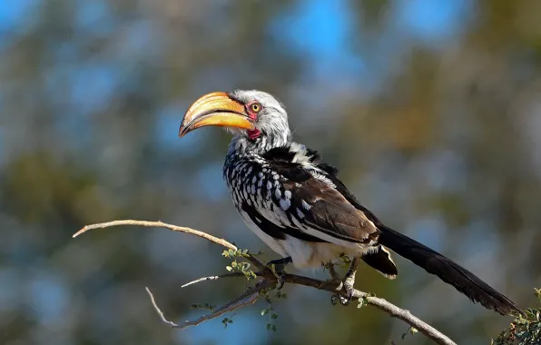 Nature, bird, Southern Yellow-billed Hornbill