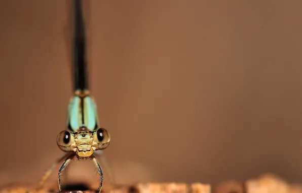 Dragonfly, Eyes, Legs