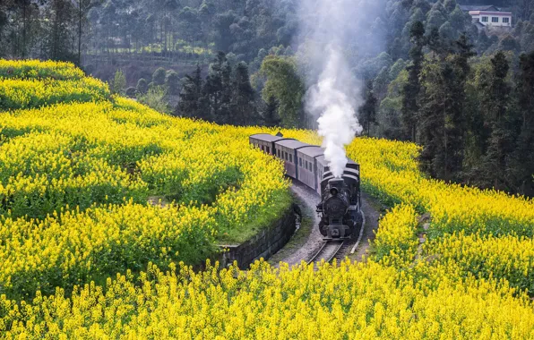 Field, forest, flowers, train, the engine, spring, yellow, couples
