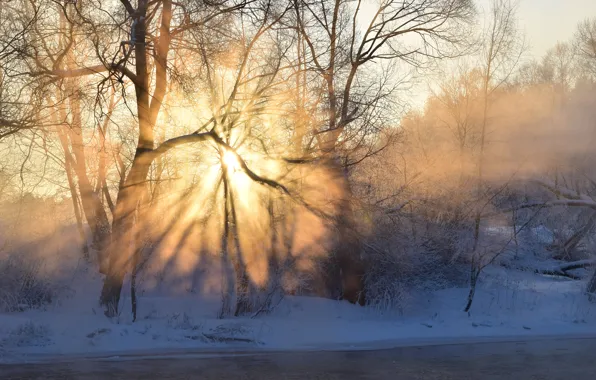 Frost, forest, the sky, the sun, rays, light, snow, trees