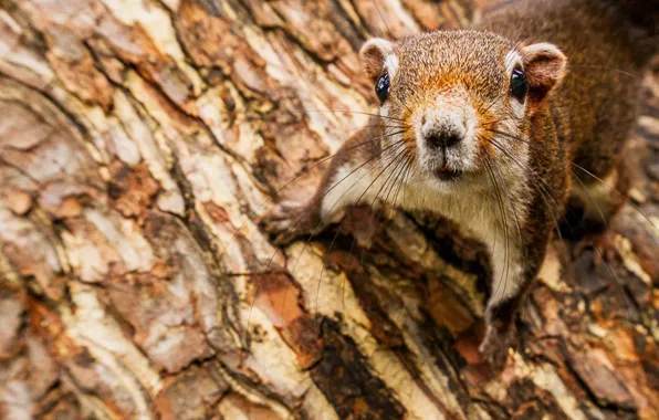 Look, pose, tree, protein, muzzle, animal, red, bark