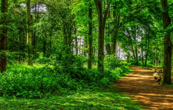 Summer, the sun, trees, Park, England, hdr, track, alley