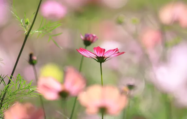Picture field, flower, macro, petals, stem, meadow