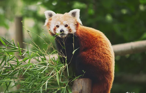 Picture branches, foliage, bamboo, red Panda, Firefox