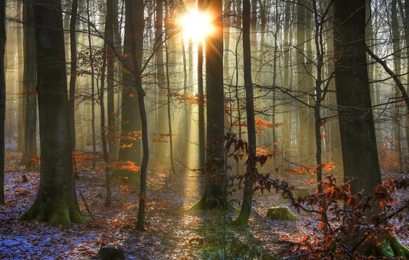 Forest, the sun, trees