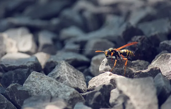 Macro, nature, OSA, insect