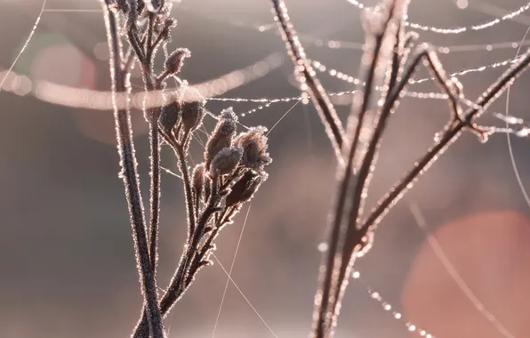 Picture frost, drops, branches, glare, plant, web, the sun, freezing