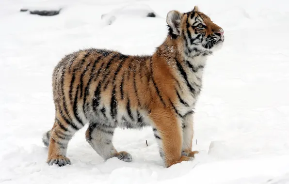 Cat, snow, tiger, profile, cub, kitty, tiger, Amur