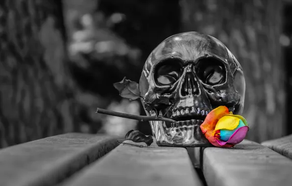 Picture skull, roses, bokeh