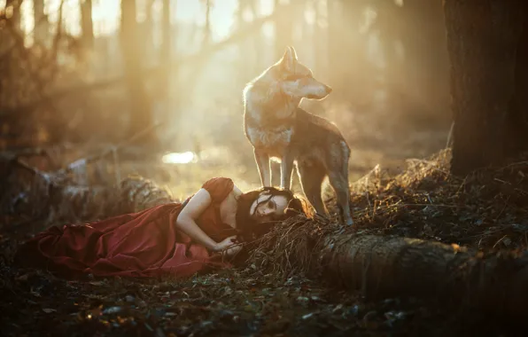 Picture forest, girl, light, wolf, dog, lies, red dress