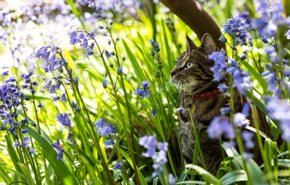 Cat, flowers, nature, bells