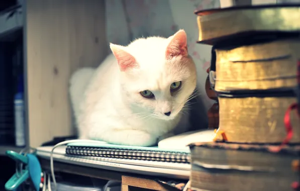 Cat, white, cat, look, face, light, house, table