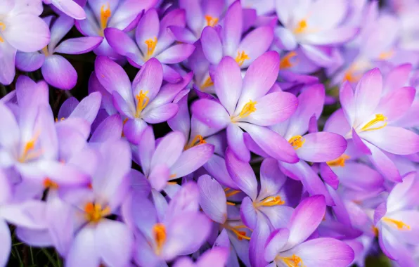 Macro, spring, petals, crocuses, a lot, saffron