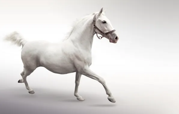 Horse, horse, white, runs, jump