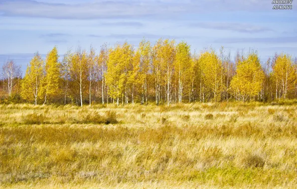 Autumn, Autumn, Leaves, Yellow leaves