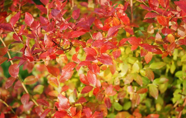 Autumn, nature, tree, yellow leaves, time of the year