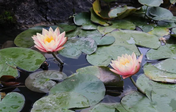 Water, pond, water lilies