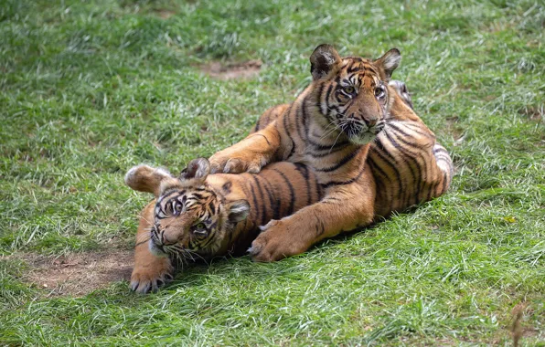 Grass, glade, the game, kids, a couple, tigers, the cubs, lawn