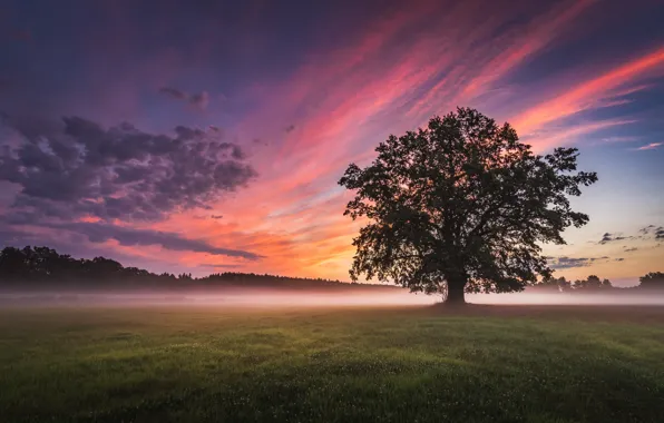 Picture field, landscape, nature, fog, tree, dawn, morning, meadow