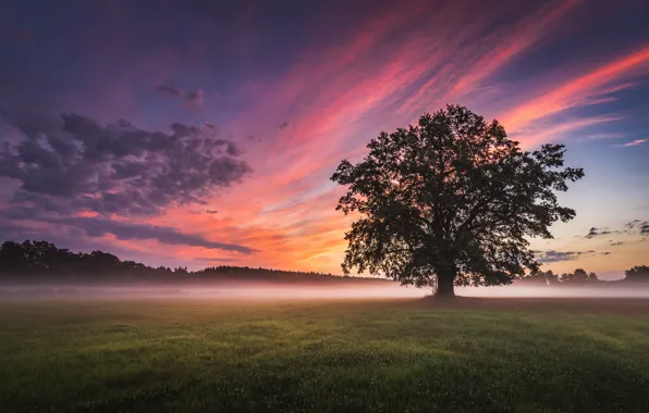 Field, landscape, nature, fog, tree, dawn, morning, meadow