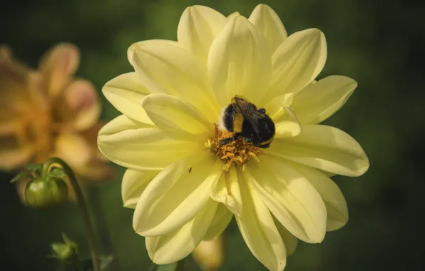 Flower, macro, insect, bumblebee