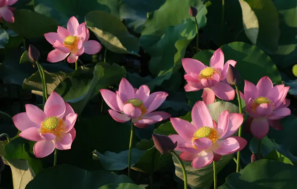 Picture leaves, light, flowers, Lotus, pink