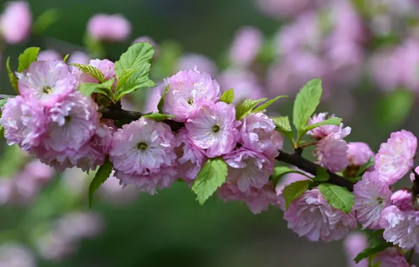 Leaves, flowers, branch, spring, Sakura, pink, flowering, almonds