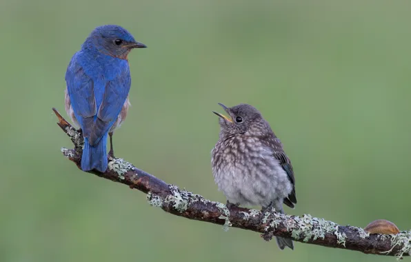 Birds, branch, chick, blue birds, sialia