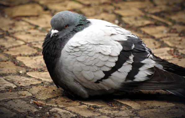 BIRD, FEATHERS, PAVERS, DOVE