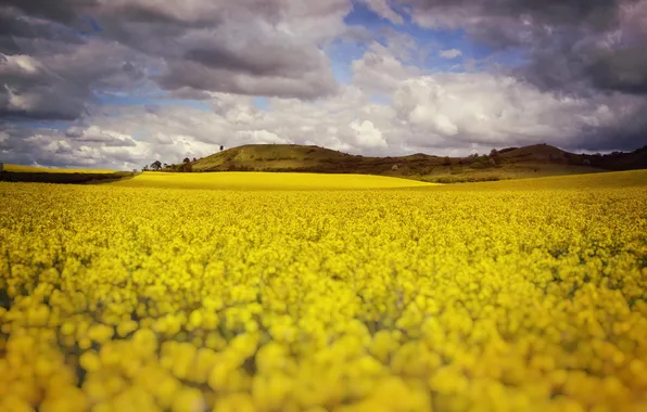 Picture field, clouds, flowers, hill, field of flowers