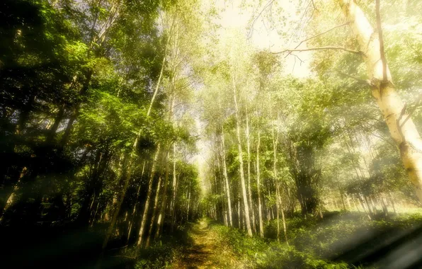 Forest, sunlight, Forestwalks